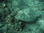 Snorkeling at Cpt Cook Monument
